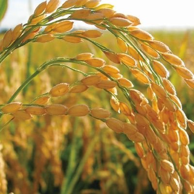 komeokome05's profile picture. 京大農学部資源生物
ナンシー