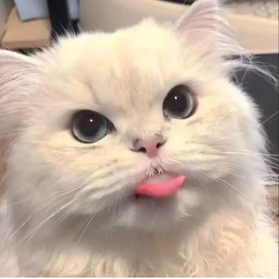 * ｡ꔛ