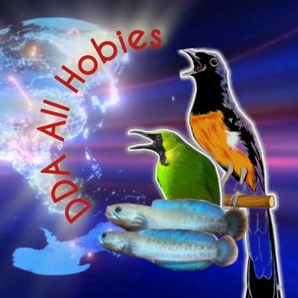 DDA All Hobies For FUN

BaseCamp in Depok
Single Fighter In Hobies

YT @dda444  
Tiktok @dda4441
IG dda_all_hobies