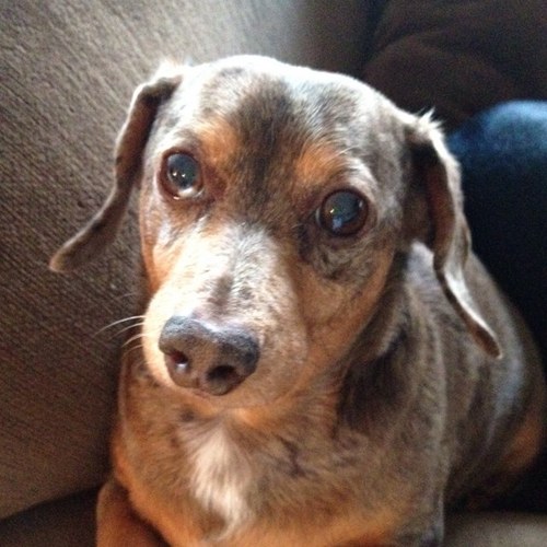 MDogerrific's profile picture. 