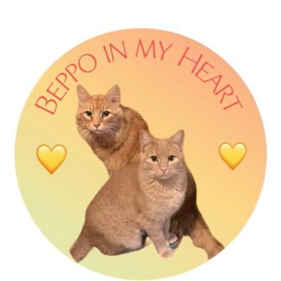 Beppo Memories (OTRB ) in photos 🧡🌟🌈in my ❤️you’ll forever be🤍 … #Hedgewatch #CatsofTwitter