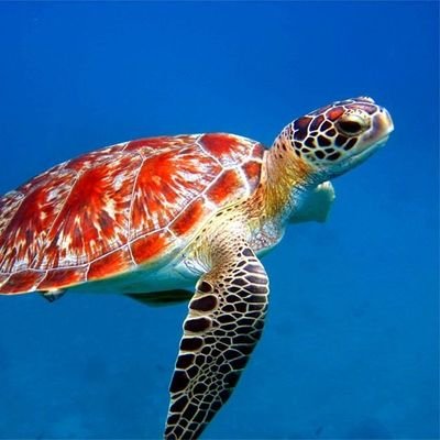 TurtleLovers007 Profile Picture