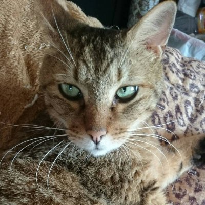 猫ちゃん大好き❤️いいね!無言フォローすいません🙏🙇♀️
我が家には長男が拾ってきた猫ちゃん
れおん14才♂️まろん11才♂️がいます。
アイコンは癌で🌈の空に逝ってしまったれおんの兄弟猫のみるくです。
たくさんの猫好きさんと繋がりたいです。
宜しくお願いします。