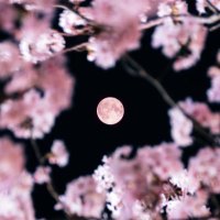 TAKODARA (@takodara2) Twitter profile photo