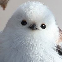 シマエナガ-LOVERED🥰 (@renkonsu) 's Twitter Profile Photo