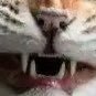 cat_sneezins_'s profile picture. Achoo! I’m Cat Sneezins, good morning!