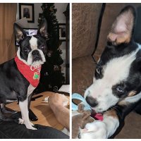 Miss Fancy Pants and Tank. (@fancyboston2020) 's Twitter Profile
