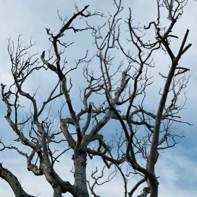 huxenshiyam's profile picture. 싸움 Ssaum 👊👊