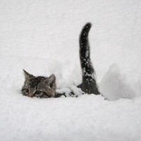 gato cenizo (@czech_hunterr) 's Twitter Profile
