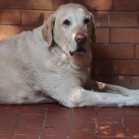 alejandra (@alapez) 's Twitter Profile