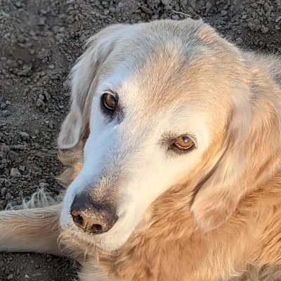 EileenHenders16's profile picture. Mom to 3 precious pups. Animal Lover, Proud Democrat, Gun Control, Anti Fascism, Women's Rights, ProChoice, BLM, LGBTQ, SLAVA UKRAINI 
  🐾  🇺🇸🏳️‍🌈🇺🇦💙☮️