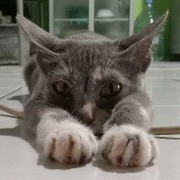 Nama (@rndyrz) 's Twitter Profile
