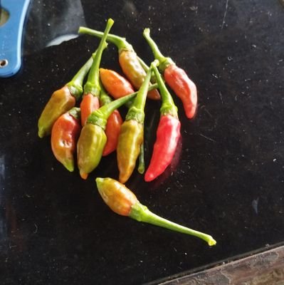 441Amir's profile picture. Sleep mode