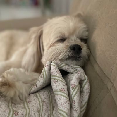 miminaoposta's profile picture. personagem fictício