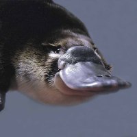 Platypus 🛸🐦⬛🍪 (@platypus121212) 's Twitter Profile