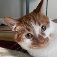 Jax(@jaxthecoocoocat) 's Twitter Profile Photo