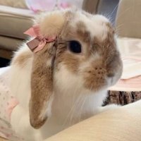 day 🎀🐰 (@d4yanni) 's Twitter Profile