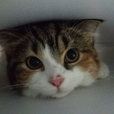 xaxk1007's profile picture. #藤井聡太 竜王名人と同じ瀬戸市出身！全局集と、将棋年鑑大好き‼️ ‼️ 　#Mリーグ   は!!
#佐々木寿人　好き。ただいま、韓流ドラマにハマリ〜!今はあまり観てない。 ❗無言フォロー大歓迎