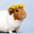 mcasac's profile image