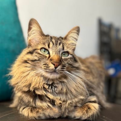 Meminpinguinie's profile picture. 