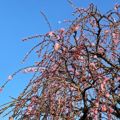 vcV6KmDIkqBlnZp's profile picture. 熊本(19)