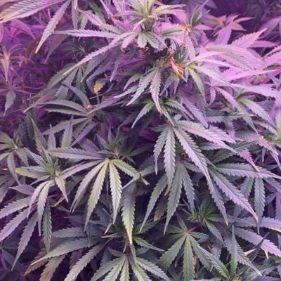 I have been cultivating cannabis for over 2 years and I’m interested in assisting others on their growing journey. Anymore info feel free to contact. #cannabis