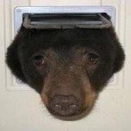 Foggyhedgehog2's profile picture. 23 y.o.