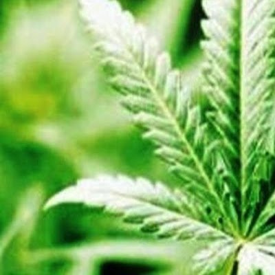 KnajidReview's profile picture. elken.knajid@gmail.com  4n9w*
(alt:  nogood.elken@yahoo.com  4n9w )
(alt:  elken.knajid@yahoo.com   4m9w)