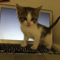 ★ (@ccstarmeow) 's Twitter Profile