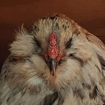 BumbleCluck's profile picture. Crazy about chickens, fancy egg poulterer and all around nature weirdo. 
Expect the unexpected.. Especially from this Twitter Account