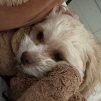 Abs (@abbythedaddy0) 's Twitter Profile