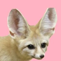 puppy_fennec (@_nsfw_alt_) 's Twitter Profile