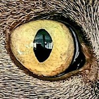 Euangelion (@thoraxe7) 's Twitter Profile