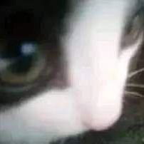 Among_us_culon8's profile picture. 22 años 
Perú