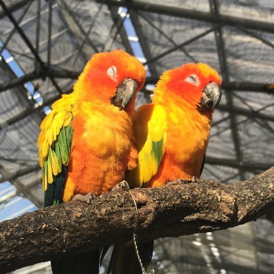 鳥(特にオオハナインコ)、ウツボが好きです。