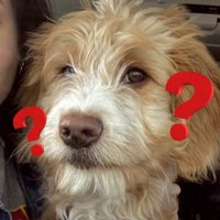 big Retard (@bitk4777) 's Twitter Profile