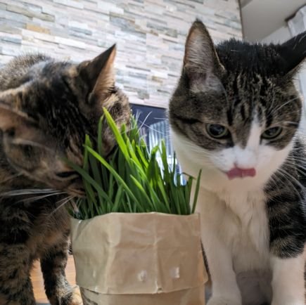 d1UIir8HnY81690's profile picture. 保護猫と暮らしてます。
猫と牛と嵐LOVE♥です。