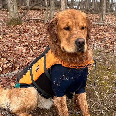 Archie D., The Big Goldy
Ruffwear Ambassador