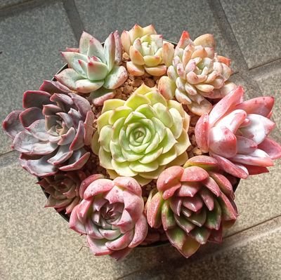 R4年1月~多肉4年生🔰
ホムセ苗153種(★58鉢 被り12種)
セット売り⑱105種(★30鉢、被り11鉢)
名無し寄せ⑩
(全254種 144,702 円)
主にホムセのエケを育ててます。
ネットで多肉買う時は、これをそのまま送ります、見て選ぶのが1番満足度高いね。