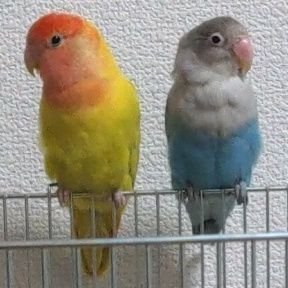 艦これアーケードをやってます
鳥は２羽飼ってます