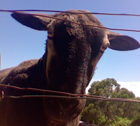 Im @batmanandannie's sheep. i enjoy long walks in my paddock and french food.