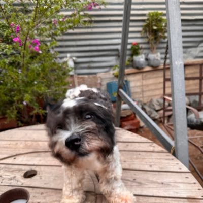 aleydangelica's profile picture. Médico cirujana, 29 añitos