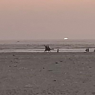 AghaShan110's profile picture. 