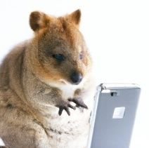 yamane_9709's profile picture. ニンゲンです。
THE YELLOW MONKEY、brainchild's  タイマーは回り続けています。
オーストラリアに行ってクォッカに会うのが夢。
キジ白&白&キジ白の3匹の猫のお世話係。