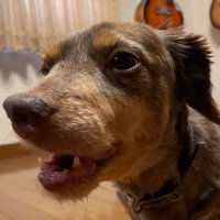 wako (@wako00sa) 's Twitter Profile