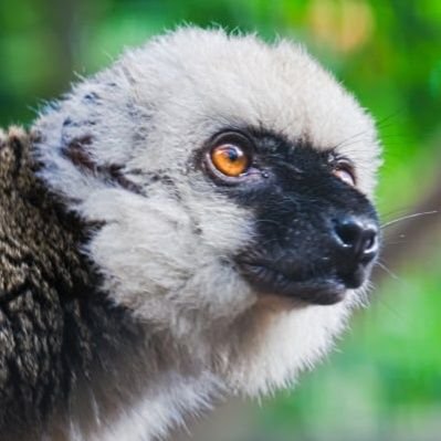 🏝 Artist account: @MrLemur_Arts ✨🎨🖌️
Lemur Lover & Animal conservation Supporter • Zoology & Ethology • Lemur, Hyena, Fossa & Lycaon 💚 • He/They 🥥