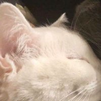 Nyai (ꦘꦶ/ꦚꦻ) (@nyaislyfe) 's Twitter Profile Photo