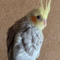 FUJIKO (@fujityopink) Twitter profile photo