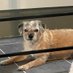 I am Quinnie O.B.E. ❤️🐾👑 (@i_am_quinn_bt) Twitter profile photo I am Quinnie O.B.E. ❤️🐾👑 (@i_am_quinn_bt) Twitter profile photo