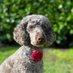 ambassadorlennie_hearingdogs (@lennie_hd) Twitter profile photo ambassadorlennie_hearingdogs (@lennie_hd) Twitter profile photo